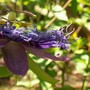 thorns on Passionflowers? (Passiflora "Incensa"  hybrid)