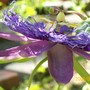 Passionflower (Passiflora "Incensa"  hybrid)