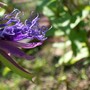 Thorns of Passionflowers? (Passiflora "Incensa"  hybrid)