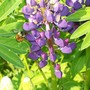 Lupinus (Lupinus Arcticus)