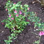 Fuchsia microphylla