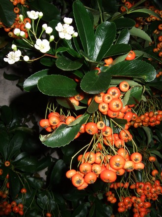 After the frost (Pyracantha)