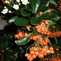 Pyracantha