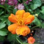 Geum 'Princess Juliana'