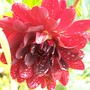 Dahlia 'Arabian Night'