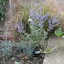 Perouskia     Blue Spire  (Striplifolia)