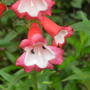 Penstemon  I,m not sure which one it is !
