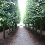 Avenue of Trees