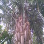 Giant Palm in Glasshouse