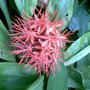 Red flower