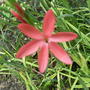 Kafir Lily 