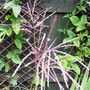 My new Miscanthus (Miscanthus sinensis (Miscanthus))