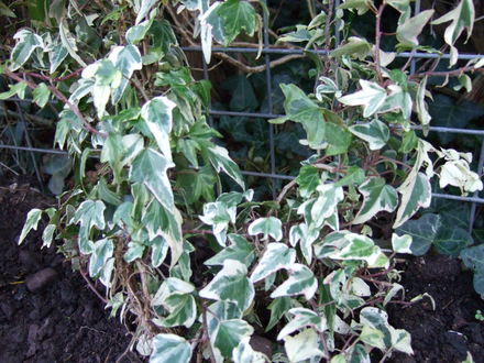 Hedera helix 'Little Diamond' (Hedera helix)