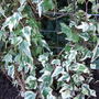 Hedera helix