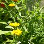 Alyssum in the garden (Alyssum saxatilis (Alyssum))