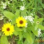 Alyssum in the garden (Alyssum saxatilis (Alyssum))