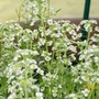 Up close and personal with Covent Garden (Alyssum saxatilis (Alyssum))