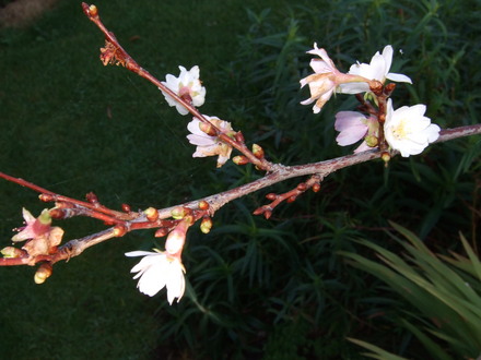 Prunus subhirtella autumnalis 'Rosea' (Prunus subhirtella)