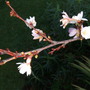 Prunusnsubprunus_subhirtella_bloom