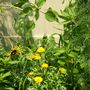 Calendula maderensis