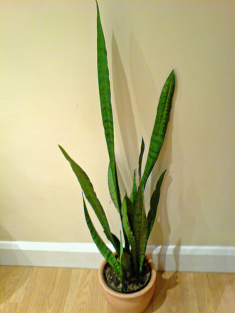 Mother-in-Laws tongue (Sansevieria trifasciata)