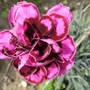 A garden flower photo
