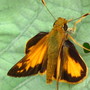 Male fiery skipper butterfly
