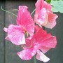 Sweet Pea 'Orange Ripple' (Lathyrus odoratus (Old-Fashioned Sweet Pea))