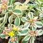 Sedum kamtschaticum variegatum (Sedum kamtschaticum (Stonecrop))