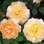 Fragrant Delight (Rosa 'Fragrant Delight')