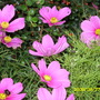 Sugar Babes (COSMOS [SONATA])