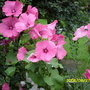 LAVATERA   PARADE MIXED (Lavatera)