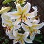Lillies