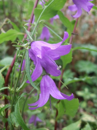 Campanula rotundiflora (Campanula rotundifolia (Harebell))