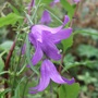 Campanula rotundiflora (Campanula rotundifolia (Harebell))