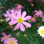Pink Coreopsis (Coreopsis)