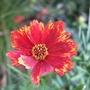Coreopsis 'Butterfly Dream' (Coreopsis 'Butterfly Dream')