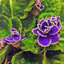 Dsc00063_edited