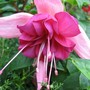 Fuchsia Bella Rosella (Fuchsia Hybrid)
