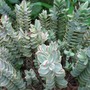 Hebe Silver Dollar (Hebe)