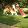 Shetland Sheepdog vacuuming the lawn