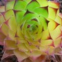Houseleek (Sempervivum tectorum)