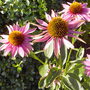Pict0610