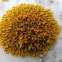 Lichen