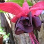 blackie (fuchsia)