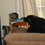 A lazy dog!