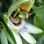 PASSION (Passiflora caerulea (Passion flower))