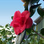 Camellia (Red) (camellia)