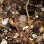 Grapevine in early stage of growth (Grapevine)