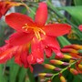 Crocosmia 'Irish Flame'